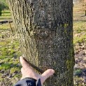 Liriodendron tulipifera - 2