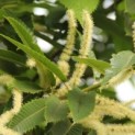 Castanea sativa - 1