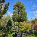 Ilex Aquifolium - oktober 2024 vak E