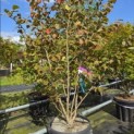 Hamamelis x intermedia 'Feuerzauber' - Foto 5