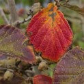 Hamamelis x intermedia 'Feuerzauber' - Foto 4