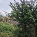 Taxus Baccata - 4