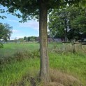 Carpinus Betulus - 3