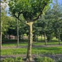 Platanus hispanica - Foto 2