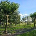 Platanus hispanica - Foto 1