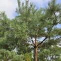 Pinus sylvestris - Foto 6