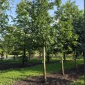 Quercus cerris - Foto 1
