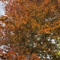 Fagus sylvatica 'Atropunicea' - 2