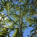 Rhus Typhina - 3