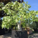 Ficus carica 'Brown Turkey' - 2