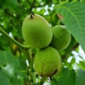 Juglans regia 'Buccaneer' - walnoot vrucht