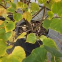 Tilia cordata 'Winter Orange' - Foto 2