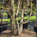 Quercus Suber - Foto 3