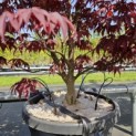 Acer palmatum 'Bloodgood' - 1