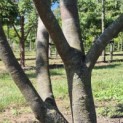 Parrotia persica - 5