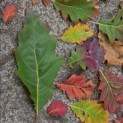 Quercus rubra - impressie herfstkleuren Amerikaanse eik
