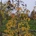 Liquidambar styraciflua - 1689 herfstkleuren november 2023