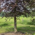 Fagus sylvatica 'Atropunicea' - 7