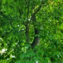 Liquidambar styraciflua - amberboom kroon