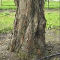 Metasequoia glyptostroboides - 2