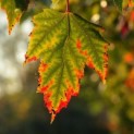 Acer rubrum 'Red Sunset' - 1