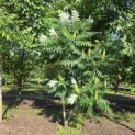 Rhus typhina - Foto 1