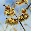 Chimonantus Praecox - winterbloei en geur