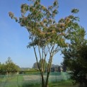 Albizia julibrissin - 4