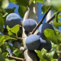 Prunus domestica Hauszwetsche - Foto 1