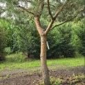 Pinus sylvestris - 5