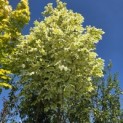 Acer platanoides 'Drummondii' - 2
