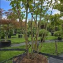 Parrotia persica - 2