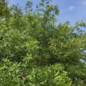 Quercus phellos - Foto 5