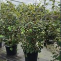 Viburnum plicatum 'Popcorn' - Foto 1