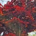 Acer palmatum 'Bloodgood' - 9