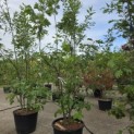 Quercus rubra - 1