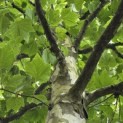 Platanus x hispanica - Foto 9