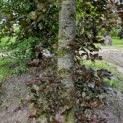 Fagus sylvatica 'Atropunicea' - 1
