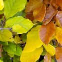 Fagus sylvatica