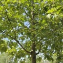 Quercus rubra - 7
