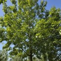Quercus rubra - 8