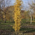 Ginkgo biloba Obelisk - 1