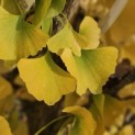 Ginkgo biloba Obelisk - 3