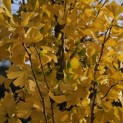 Ginkgo biloba Obelisk - 2