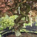 Acer palmatum 'Dragon's fire' - Foto 1