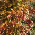 Fagus sylvatica 'Atropunicea' - 4