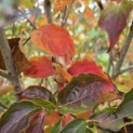 Cornus kousa Chinensis - Foto 1