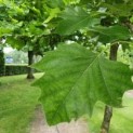 Meerstammige plataan, platanus hispanica blad