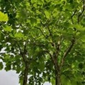 Meerstammige plataan, platanus hispanica kroon