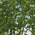 Tilia x europaea 'Pallida' - Foto 1